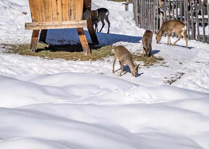 Alpengasthof Praxmar Πανσιόν